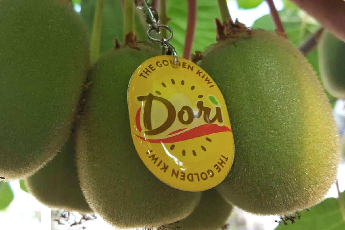 dori day 2017