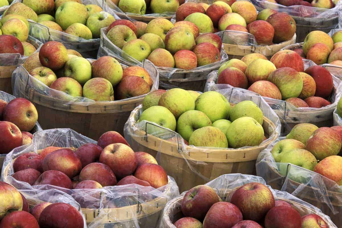 new varieties of apple