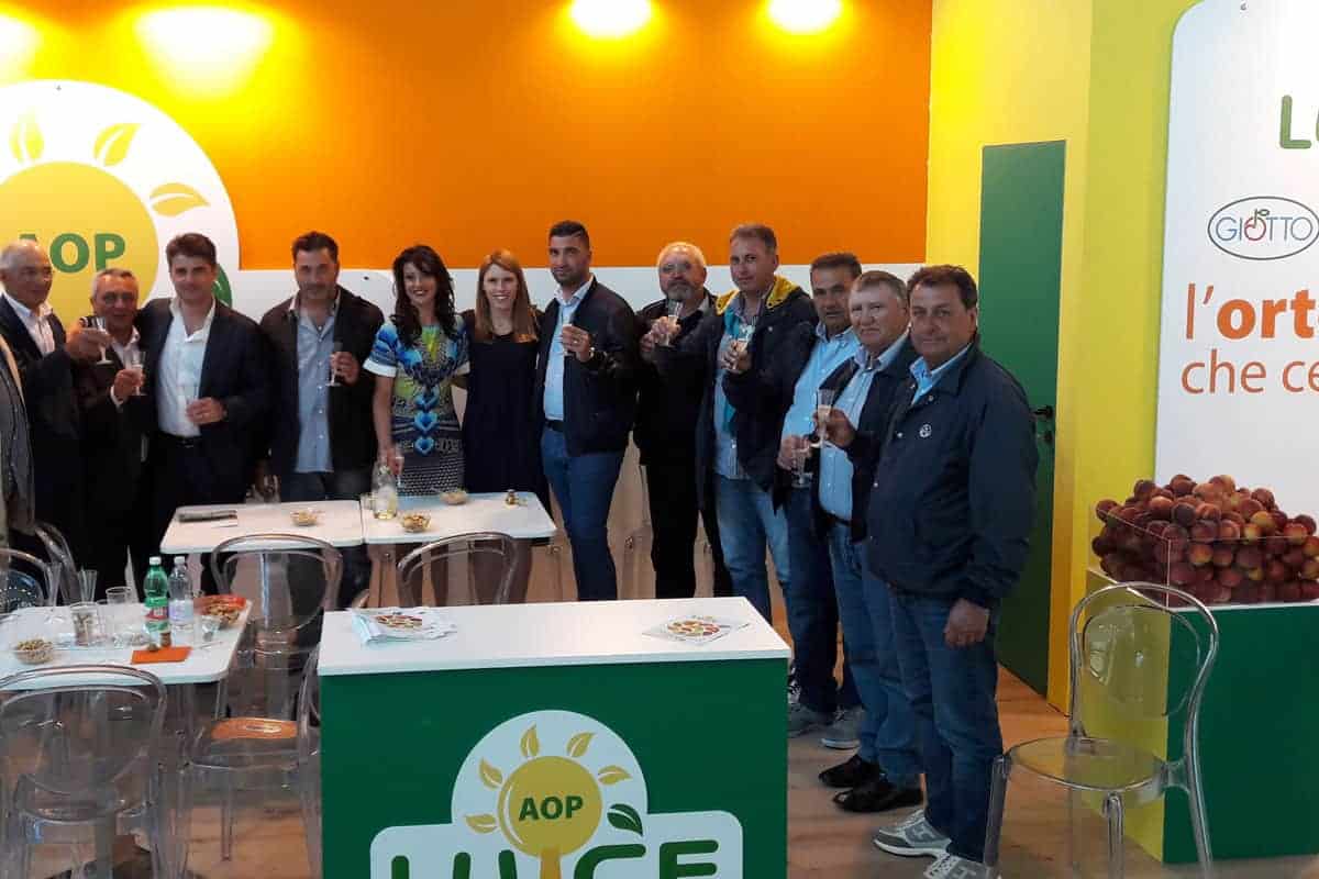aop luce