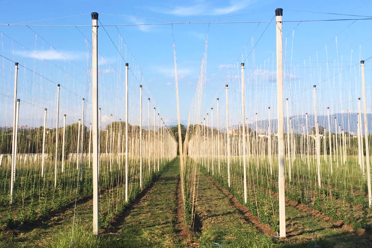 hop plant