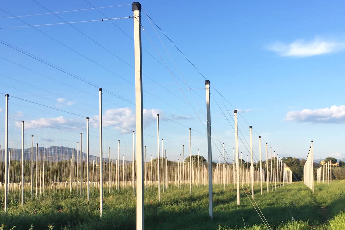 hop plant