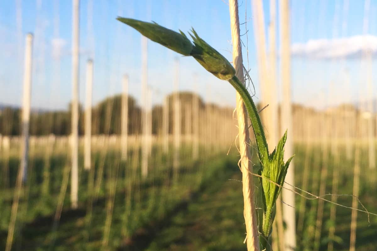 hop plant