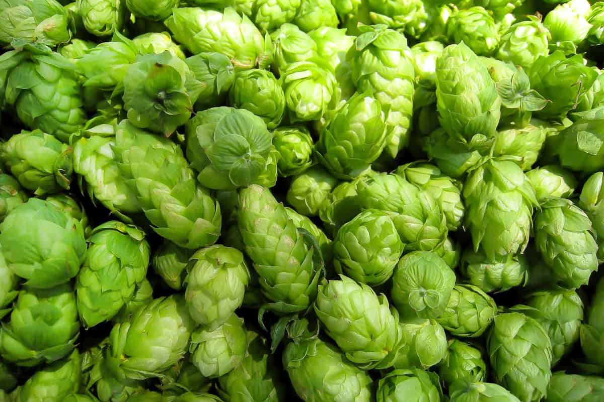 hop plant