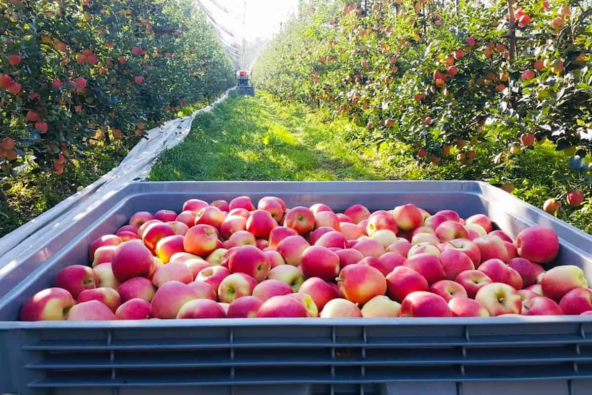 apples exporters