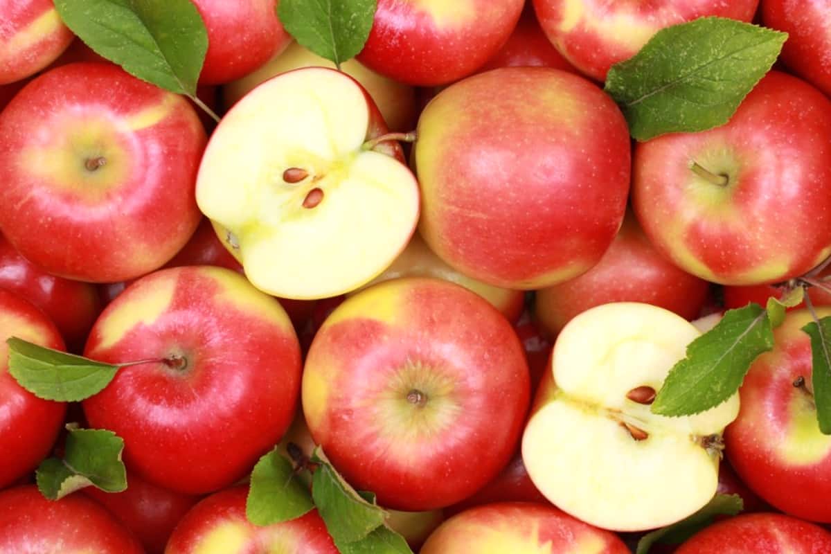 apples exporters