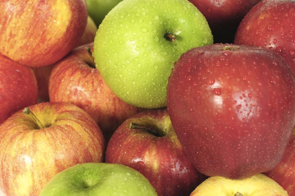 new varieties of apple