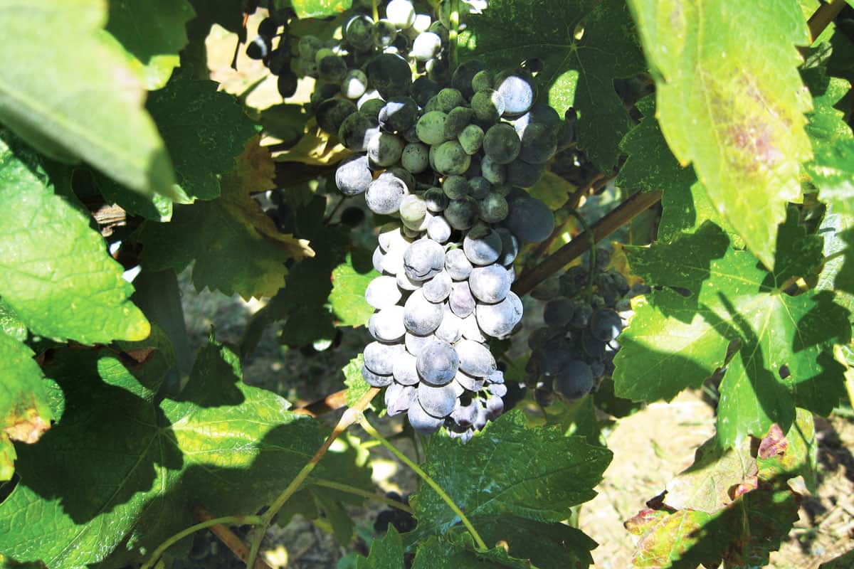 powdery mildew