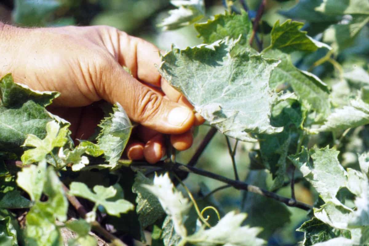 powdery mildew